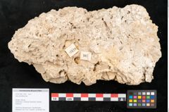 Foto (Objekt + Etikett) von Salix grandifolia Ser. (NHMW-GEO-2024-0188-11329)